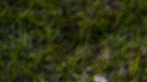 Boxeador Jesús Iván Mercado, hallado sin vida entre Sonora y Baja California.