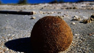 Bolas de Neptuno