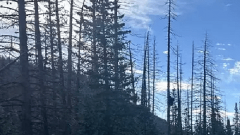 La causa de muerte de los cazadores no se ha dado a conocer.