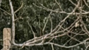 La terminación del TPS para Venezuela ha movilizado a inmigrantes y a activistas.