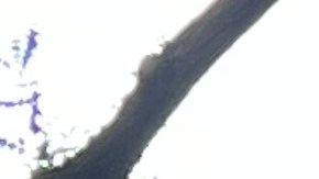 Cuomo y Mamdani difieren en su plan educativo para NYC.