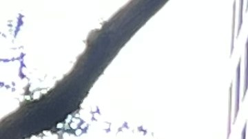 Cuomo y Mamdani difieren en su plan educativo para NYC.