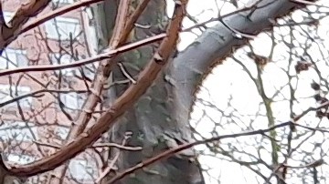 Se estima que la velocidad promedio que los ciclistas experimentan es precisamente el doble de lo ahora permitido.