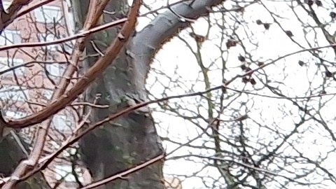 Se estima que la velocidad promedio que los ciclistas experimentan es precisamente el doble de lo ahora permitido.