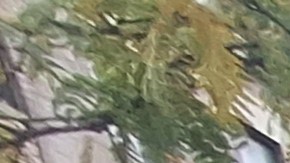 La participación en estos comicios ha sido cuatro veces mayor que en la pasada consulta municipal donde resultó electo Eric Adams