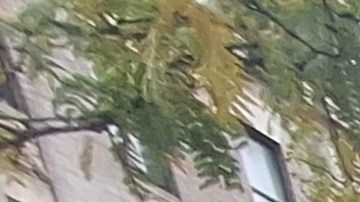 La participación en estos comicios ha sido cuatro veces mayor que en la pasada consulta municipal donde resultó electo Eric Adams