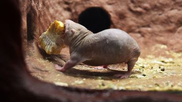 Ratas