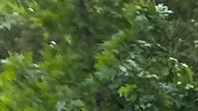 Más del 67% de los neoyorquinos respaldan preguntas en elecciones sobre cambios en normas de vivienda