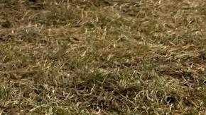 Fotografía de un grafiti contra del Servicio de Inmigración y Control de Aduanas (ICE) afuera del centro de detención de ICE este miércoles, en Broadview (Estados Unidos).