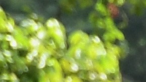 Padrino López manifestó que no quiere producir "alarmismo", sino "imprimir realismo a la situación"