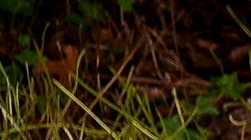 Rally a favor de jóvenes transgéneros en Seattle