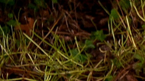 Rally a favor de jóvenes transgéneros en Seattle