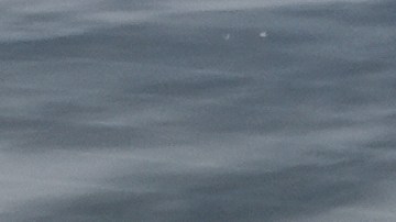 Uno de los vehículos involucrados golpeó un autmóvil de los agentes de ICE.