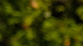 Bovino habría violado una orden judicial que le prohíbe usar la fuerza o agentes químicos.