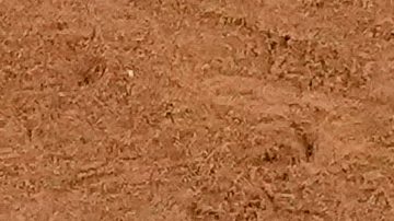 Vladimir Guerrero Jr., de los Toronto Blue Jays, celebra después de un jonrón que pasó por encima del receptor de los Los Angeles Dodgers, Will Smith, durante la tercera entrada del Juego 4 de la Serie Mundial de béisbol, el martes 28 de octubre de 2025, en Los Ángeles.