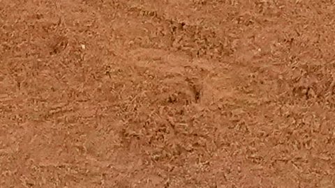 Vladimir Guerrero Jr., de los Toronto Blue Jays, celebra después de un jonrón que pasó por encima del receptor de los Los Angeles Dodgers, Will Smith, durante la tercera entrada del Juego 4 de la Serie Mundial de béisbol, el martes 28 de octubre de 2025, en Los Ángeles.