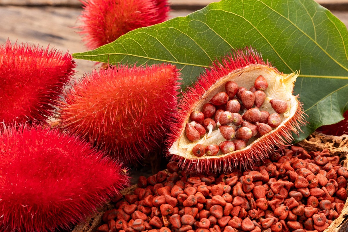 ¿Por qué el achiote es la fuente de vitamina E y antioxidantes que debes conocer?