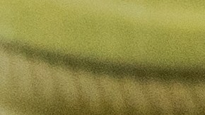 Las almendras son fuente de nutrientes que ayudan a bienestar en general.