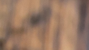 El orégano es más que una planta aromática, es medicina en un plato.