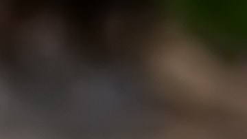 Las espinacas fueron distribuidas en todo el país.