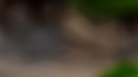 Las espinacas fueron distribuidas en todo el país.