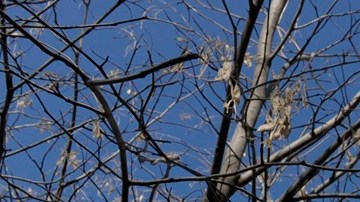 El IRS aumentó el monto máximo que las personas pueden ganar a través del EITC para 2026.