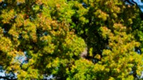 Celebración tenística en Kissena Park, Queens, NYC.