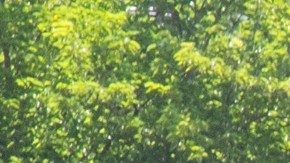 Bajo custodia de ICE han muerto 20 migrantes en 2025, la cifra más alta en cinco años