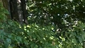 El olfato del perro fue clave en el hallazgo de los niños.