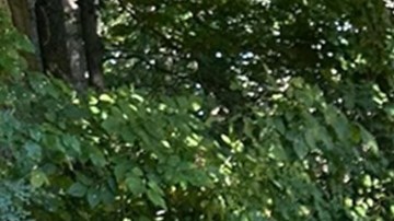 El olfato del perro fue clave en el hallazgo de los niños.