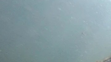 La langosta en el sur de Nueva Inglaterra ha desaparecido completamente y reporta importantes reducciones en Maine y Massachusetts.