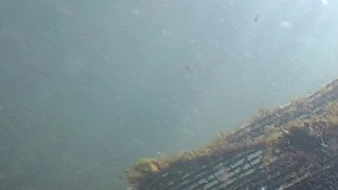 La langosta en el sur de Nueva Inglaterra ha desaparecido completamente y reporta importantes reducciones en Maine y Massachusetts.