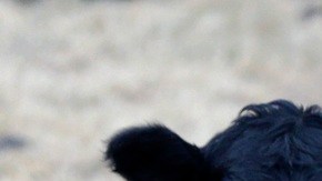 Los ganaderos en EE.UU. enfrentan aumento en los costos de producción y una disminución en la cantidad de animales para producción.