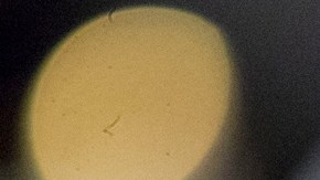 Cinco miembros de una familia boricua forman parte de la policía de Nueva York: “Es un gran lugar para trabajar”