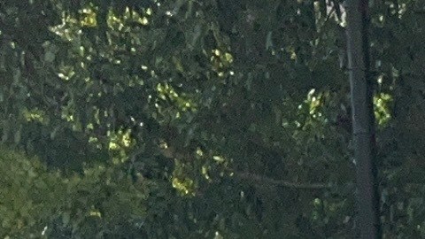 Los eventos de concientización comenzaron en el Alto Manhattan.