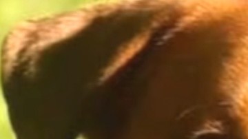 Eeyore se convirtió en un héroe de la ciudad de Destin. La oficial Devon Miller fue quien ayudó en el rescate.