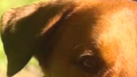 Eeyore se convirtió en un héroe de la ciudad de Destin. La oficial Devon Miller fue quien ayudó en el rescate.