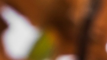 Una infusión de especias con pétalos de rosa ayuda a mejorar el olor natural del cuerpo.