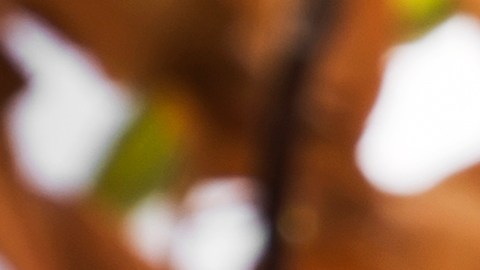 Una infusión de especias con pétalos de rosa ayuda a mejorar el olor natural del cuerpo.