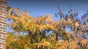 Borough Park, Brooklyn, NYC.