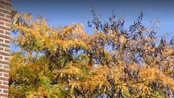 Borough Park, Brooklyn, NYC.