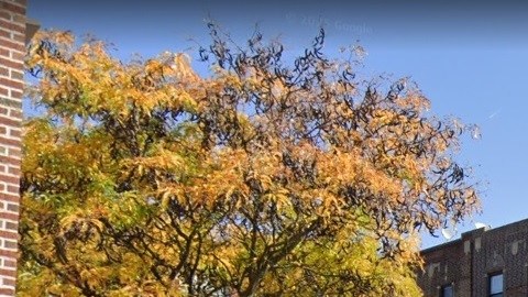 Borough Park, Brooklyn, NYC.