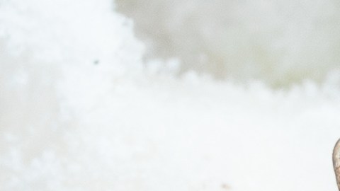 La empresa Sea Port Products Corp distribuyó un limitado lote de camarones entre julio y septiembre de 2025