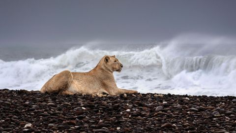 León playa Namibia