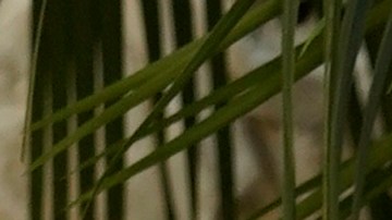 A Diane Keaton le sobreviven sus dos hijos, Dexter, de 29 años, y Duke Keaton, de 25.