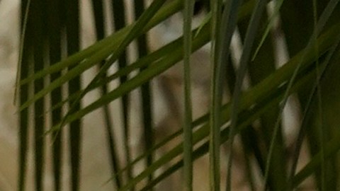 A Diane Keaton le sobreviven sus dos hijos, Dexter, de 29 años, y Duke Keaton, de 25.