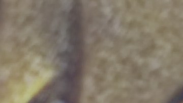 walmart-black-friday-mediados-de-noviembre