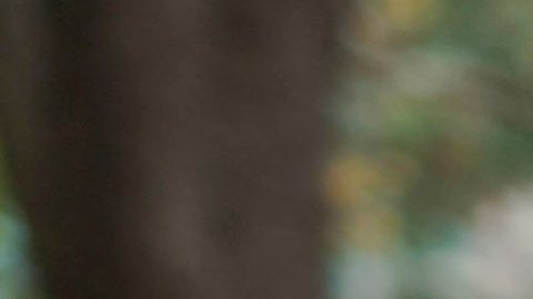 Los patrocinantes de estas reformas, como la concejal Pierina Sánchez, proyectan que la legislación traerá más orden y seguridad.