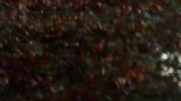 Agentes del orden se encuentran cerca del lugar donde dos miembros de la Guardia Nacional de Virginia Occidental fueron baleados en Washington, D.C., EE. UU., el 26 de noviembre de 2025.