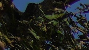 El gobierno de Cuba evacuó a 700,000 personas.